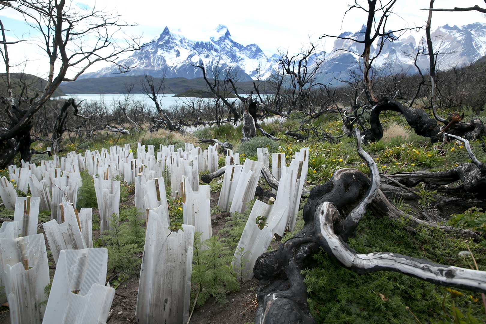 Reforestación Torres del Paine